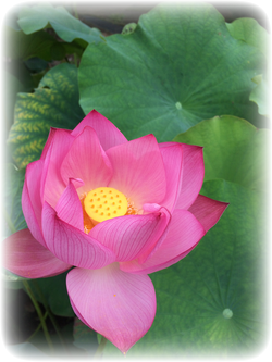 唐招提寺の蓮の花ピンク
