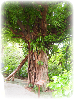 沖縄の木